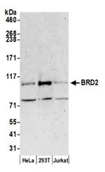 BRD2 Antibody in Western Blot (WB)