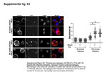 CD11b Antibody in Immunocytochemistry (ICC/IF)