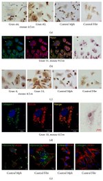 CD11b Antibody in Immunocytochemistry (ICC/IF)