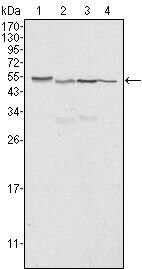 Calreticulin Antibody in Western Blot (WB)