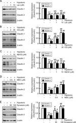 Claudin 1 Antibody in Western Blot (WB)