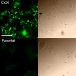 Connexin 26 Antibody in Immunocytochemistry (ICC/IF)