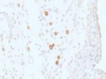 F4/80 Antibody in Immunohistochemistry (Paraffin) (IHC (P))