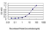 NQO1 Antibody in ELISA (ELISA)