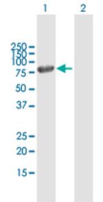 MX1 Antibody in Western Blot (WB)