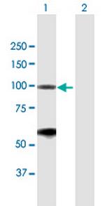 BRD2 Antibody in Western Blot (WB)