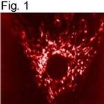 mtHSP70 Antibody in Immunocytochemistry (ICC/IF)