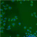 mtHSP70 Antibody in Immunocytochemistry (ICC/IF)