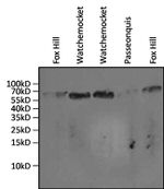 HSP70 Antibody in Western Blot (WB)