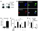 FOXP3 Antibody in Immunocytochemistry (ICC/IF)