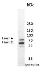 Lamin A/C Antibody in Western Blot (WB)