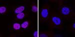 HIF1A Antibody in Immunocytochemistry (ICC/IF)