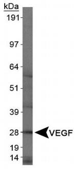 VEGF Antibody in Western Blot (WB)