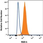 NQO1 Antibody in Flow Cytometry (Flow)