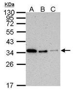 PCNA Antibody in Western Blot (WB)