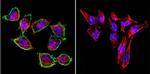 Prolactin Receptor Antibody in Immunocytochemistry (ICC/IF)