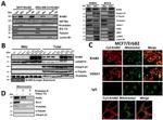 mtHSP70 Antibody in Western Blot (WB)