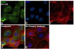 VEGF Antibody in Immunocytochemistry (ICC/IF)