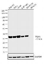 NQO1 Antibody in Western Blot (WB)