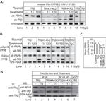 PPAR gamma Antibody in ChIP Assay (ChIP)