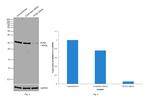 PCNA Antibody in Western Blot (WB)