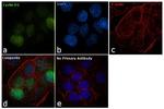 Cyclin D1 Antibody in Immunocytochemistry (ICC/IF)