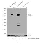 HIF1A Antibody