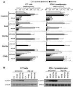 alpha Tubulin Antibody in Western Blot (WB)