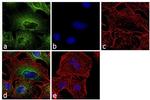 alpha Tubulin Antibody in Immunocytochemistry (ICC/IF)