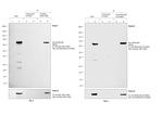 c-Myc Antibody in Immunoprecipitation (IP)