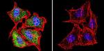 HSP70 Antibody in Immunocytochemistry (ICC/IF)