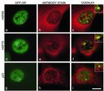 HSP70 Antibody in Immunocytochemistry (ICC/IF)