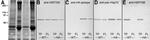 HSP70 Antibody in Western Blot (WB)