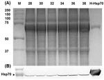 HSP70 Antibody in Western Blot (WB)