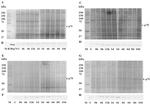 HSP70 Antibody in Western Blot (WB)