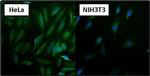 HSP70 Antibody in Immunocytochemistry (ICC/IF)