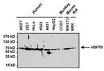 HSP70 Antibody in Western Blot (WB)