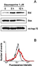 mtHSP70 Antibody in Western Blot (WB)