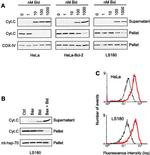 mtHSP70 Antibody in Western Blot (WB)