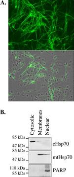 mtHSP70 Antibody in Western Blot (WB)