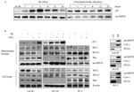 mtHSP70 Antibody in Western Blot (WB)