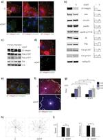 mtHSP70 Antibody in Western Blot (WB)