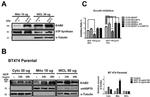 mtHSP70 Antibody in Western Blot (WB)