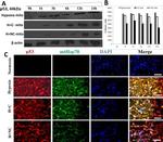 mtHSP70 Antibody in Immunocytochemistry (ICC/IF)