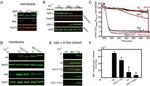 mtHSP70 Antibody in Western Blot (WB)