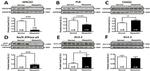 Phospholamban Antibody in Western Blot (WB)