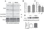 Phospholamban Antibody in Western Blot (WB)