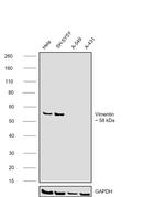 Vimentin Antibody