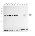 Vimentin Antibody in Western Blot (WB)