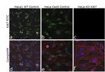 Ki-67 Antibody